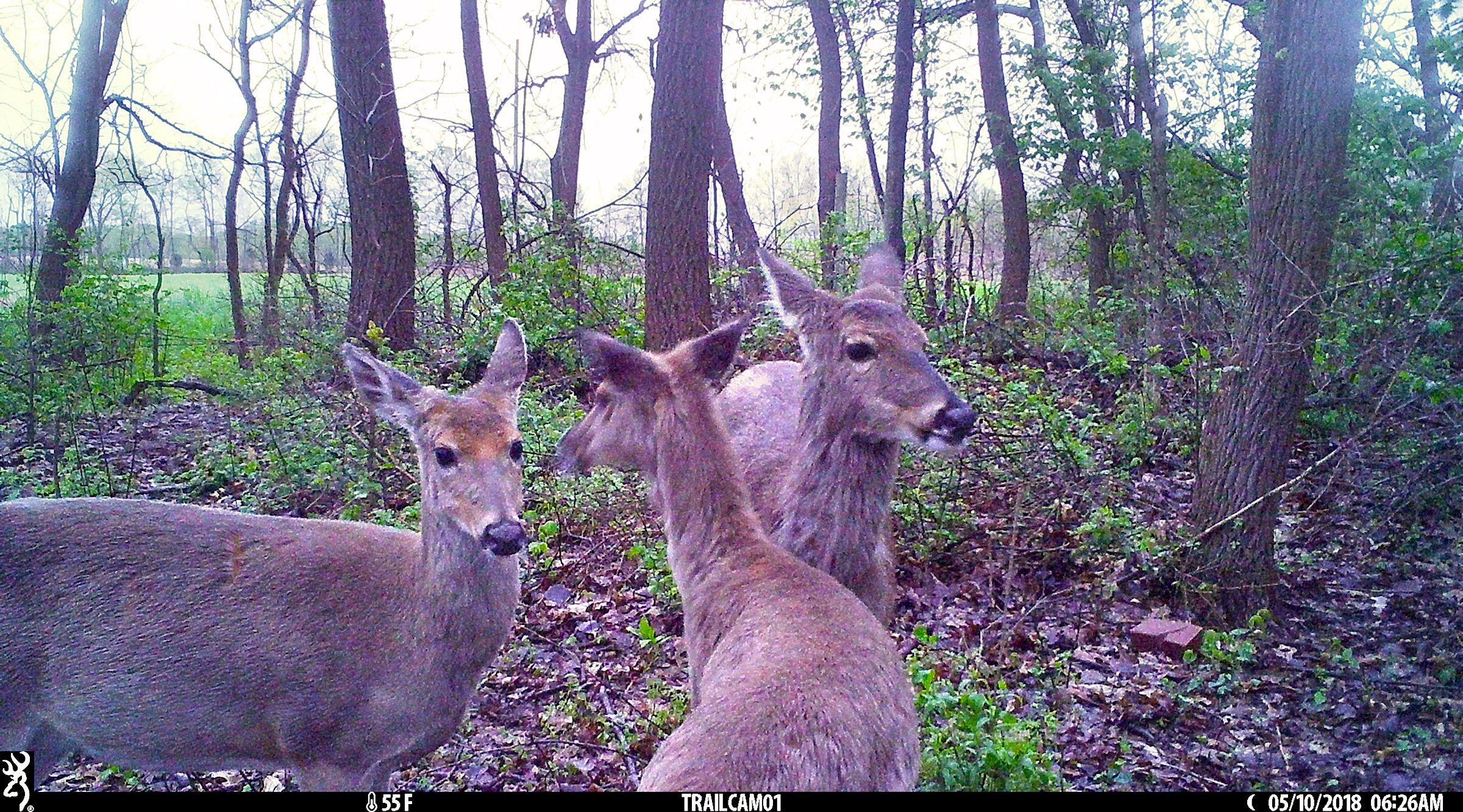 Deer in Van Buren County, Michigan farmland - LAND AUCTION - 194+/- ACRES OFFERED IN 5 TRACTS IN VAN BUREN COUNTY, MICHIGAN